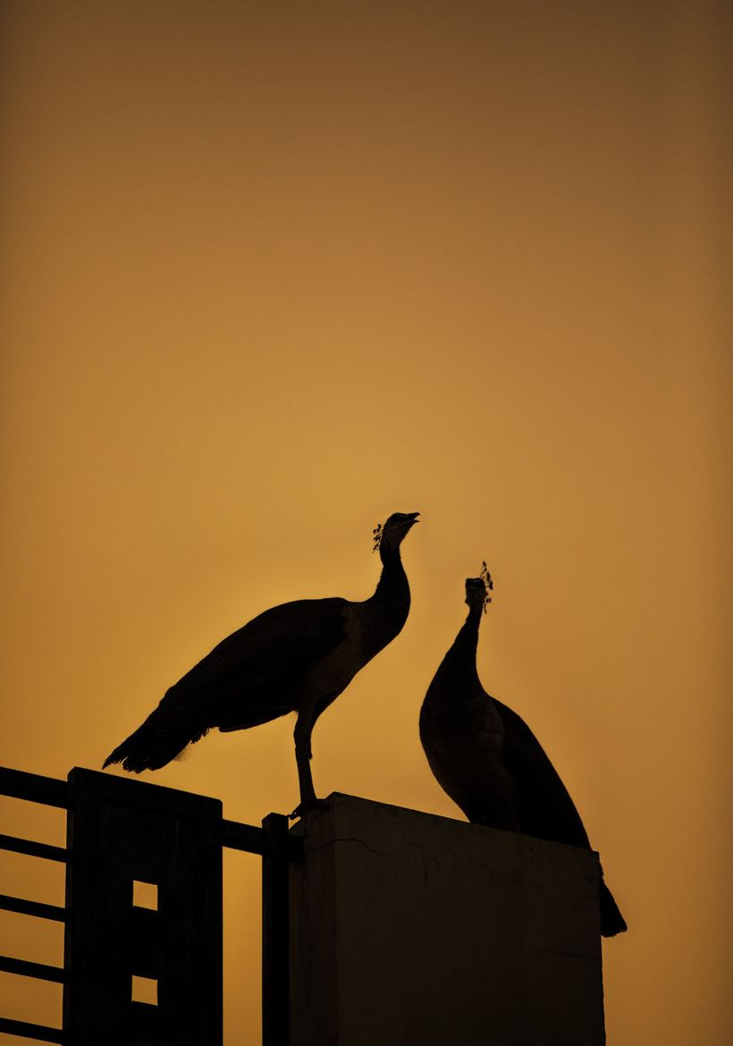 a lovely peacock couple enjoying sunset