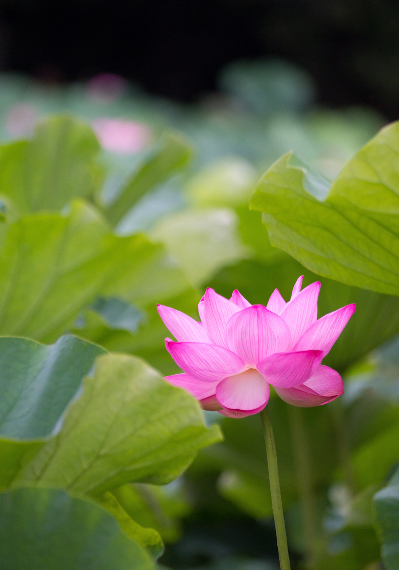 pinkish lotus flower in moraine lake