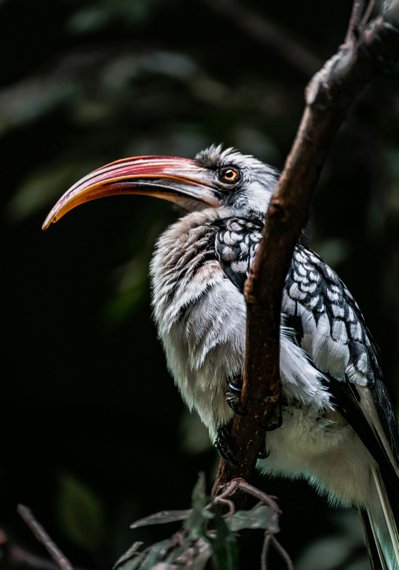 african hornbill close up shot