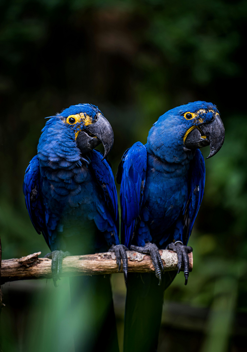 closeup shot of blue macaw parrot