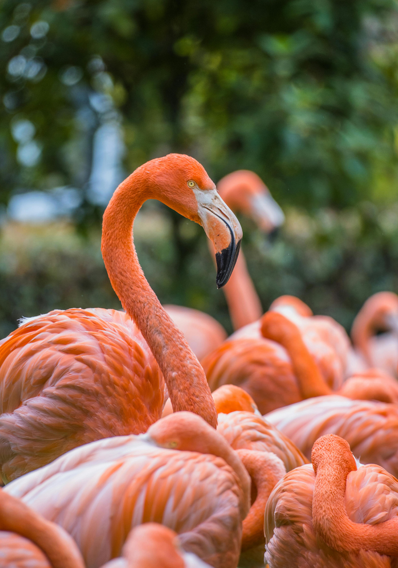 flock pink flamingo in group
