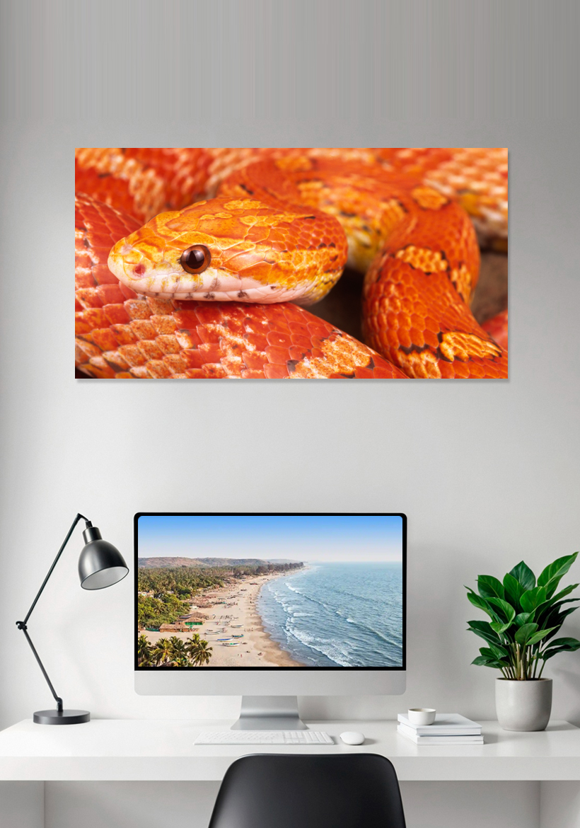 lavamel venom cornsnake