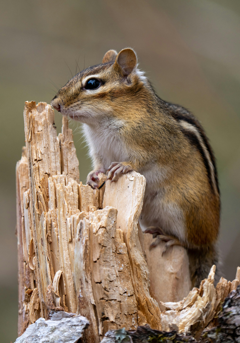 little chipmunk sitting on wood