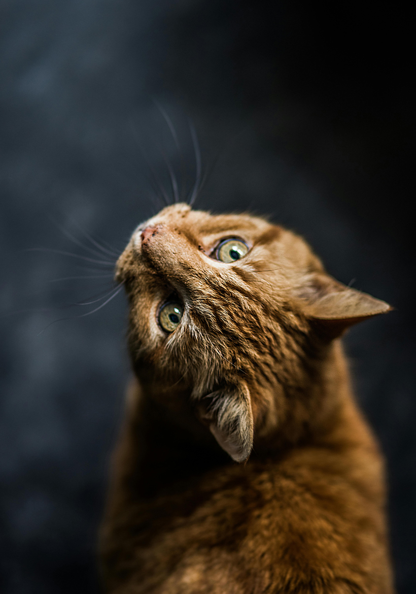 selective pose of golden brown cat