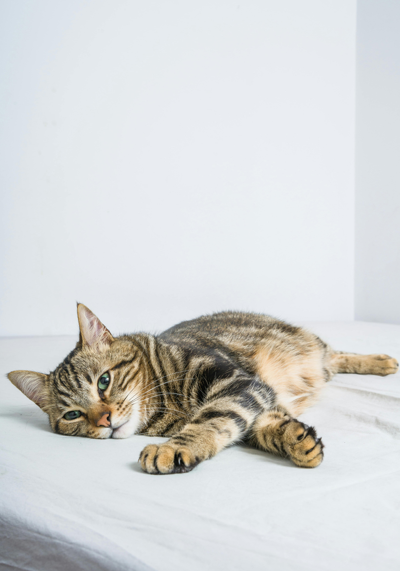 cute brown little cat laying on floor